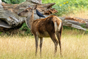 Red deer (Cervus elaphus) in a natural habitat