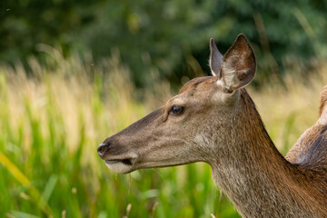 Red deer (Cervus elaphus) in a natural habitat