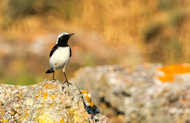 Pied Wheatear in a natural habitat