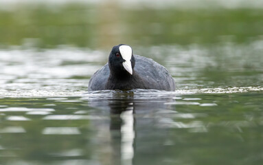 Coot (Fulica atra) in a natural habitat