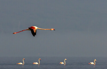 Fototapeta premium Greater Flamingo of Lake Kerkini