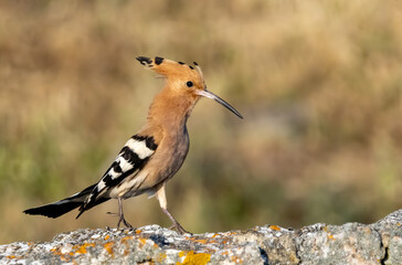Hoopoe sitting on dirty road in early morning