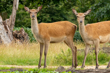 Red deer (Cervus elaphus) in a natural habitat