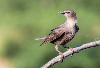 Common Starling bird sitting on branch