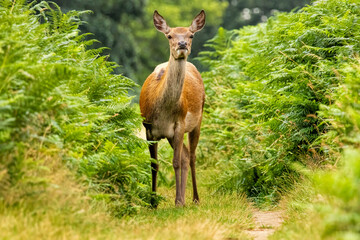 Red deer (Cervus elaphus) in a natural habitat