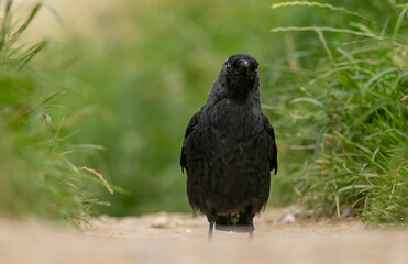 Jackdaw (Corvus monedula) in a natural habitat
