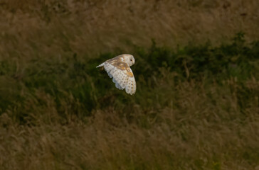 Barn Owl in a natural habitat
