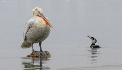 Dalmatian Pelican of Kerkini Lake