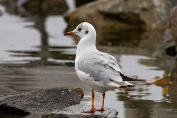 Black-headed Gull (Chroicocephalus ridibundus) in a natural habitat