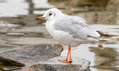 Black-headed Gull (Chroicocephalus ridibundus) in a natural habitat