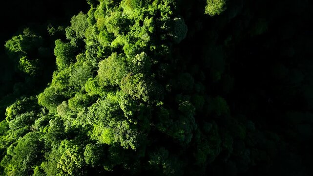 Aerial top view of the jungle on Bromo Tengger Semeru slopes, Indonesia