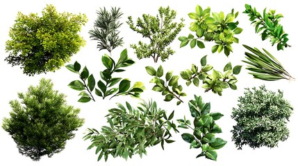 Collection of various green plant isolated on white background