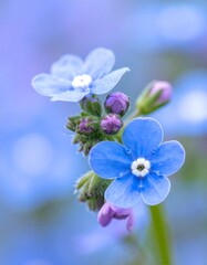 Close-up of small, light-blue blossoms with purple buds