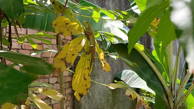 Lizard Camouflaged on Yellow Leaves in Sunlight with Banana Plants and Brick Wall Background