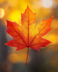 Fototapeta premium Vibrant red and orange maple leaf with soft bokeh background in autumn