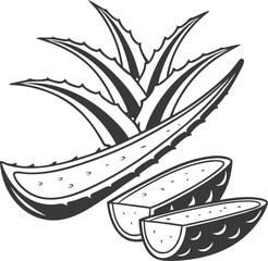 vector illustration of a aloe vera