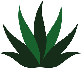 aloe vera plant vector illustration