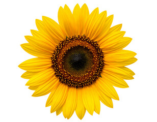 Fototapeta premium Bright yellow sunflower blossom with green leaf isolated on a clean white background