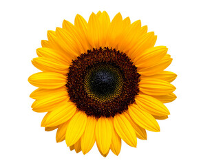 Fototapeta premium Bright yellow sunflower blossom with green leaf isolated on a clean white background