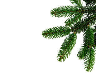 Naklejka premium Isolated evergreen fir or pine tree branch with green needles for Christmas and New Year holiday decoration