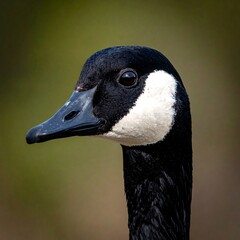 Close-up view of a Canada goose, focusing on the head and eye detail
