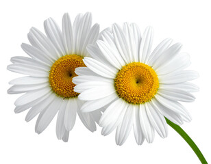 Fototapeta premium Daisy flowers blooming in spring, isolated on a white background with a touch of summer nature and beauty