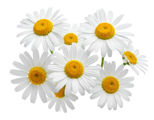 Fototapeta premium Daisy flowers blooming in spring, isolated on a white background with a touch of summer nature and beauty