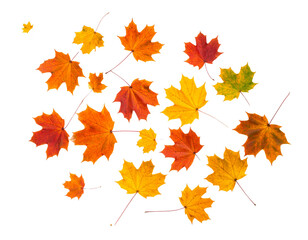 Fototapeta premium The autumn maple leaf foliage, isolated on white, displays a vibrant pattern of red, orange, and yellow