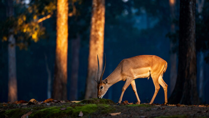 Antelope grazing in forest at sunset