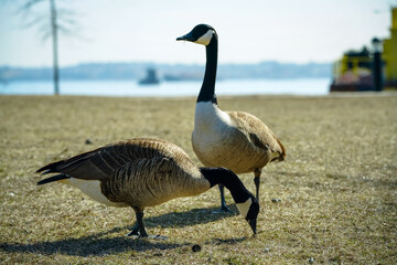 Two Canada geese forage on dry grass near the waterfront under bright daylight, with soft blue water and distant industrial structures creating a calm yet lively outdoor scene