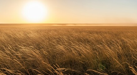 Obraz premium Golden Field of Grass Swaying in the Gentle Breeze Under a Warm Sunset Sky.