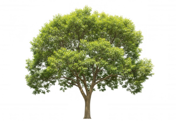 Lush green deciduous tree with brown trunk isolated on a transparent background