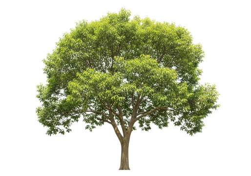 Lush green deciduous tree with brown trunk isolated on a transparent background