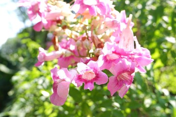 Elegant Pink Trumpet Vine Flowers, Podranea Ricasoliana Bloom in Sunlight