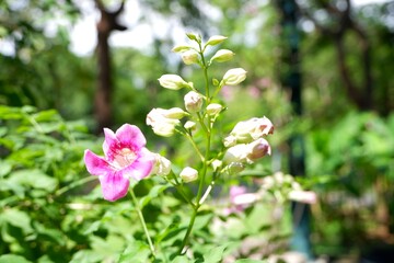Delicate Pink Podranea Ricasoliana Flowers Blooming on Vine in Garden