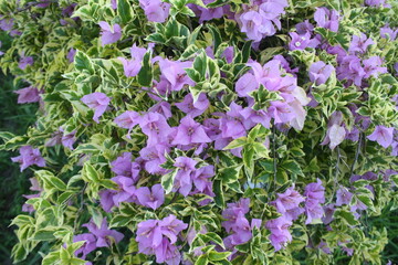 purple flowers in the garden