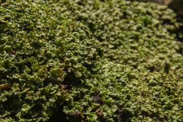 Marchantia lying on the ground