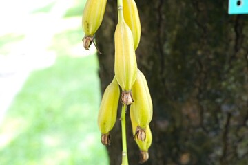 Yellow pods of Cymbidium finlaysonianum hanging from the plant.