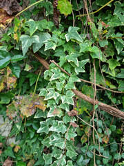 These are patterned ivy leaves.