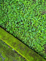 A path covered with moss and grass