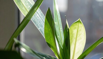 Houseplant whose leaves appear as translucent glass blades backlit to reveal prismatic refractions modern studio concept with clean copy space