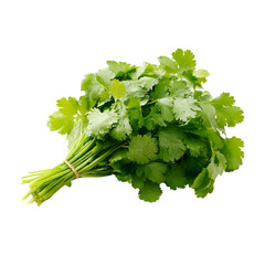 coriander