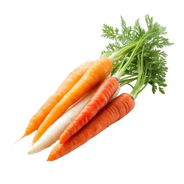 carrot
