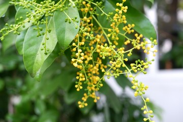 Glycosmis Odorata Lour. with Pink-Orange Berries, Tropical Shrub in Garden