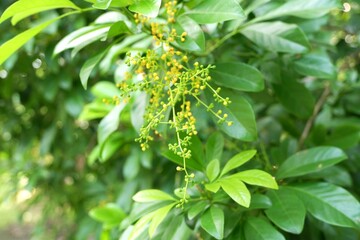 Close-up of Aglaia Odorata Flowers or Chinese rice flower in Bloom
