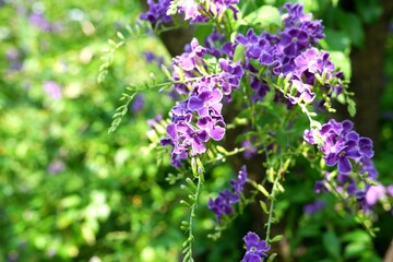 Purple Duranta Erecta Flowers in Bloom