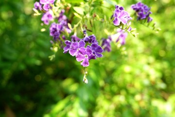 Close-up of Vibrant Purple Duranta Flowers, Tropical Garden Detail