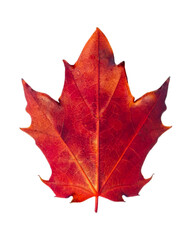 Autumn maple leaf 