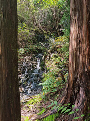 This is a beautiful forest landscape in Korea.
