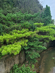 The canal is full of coniferous trees.